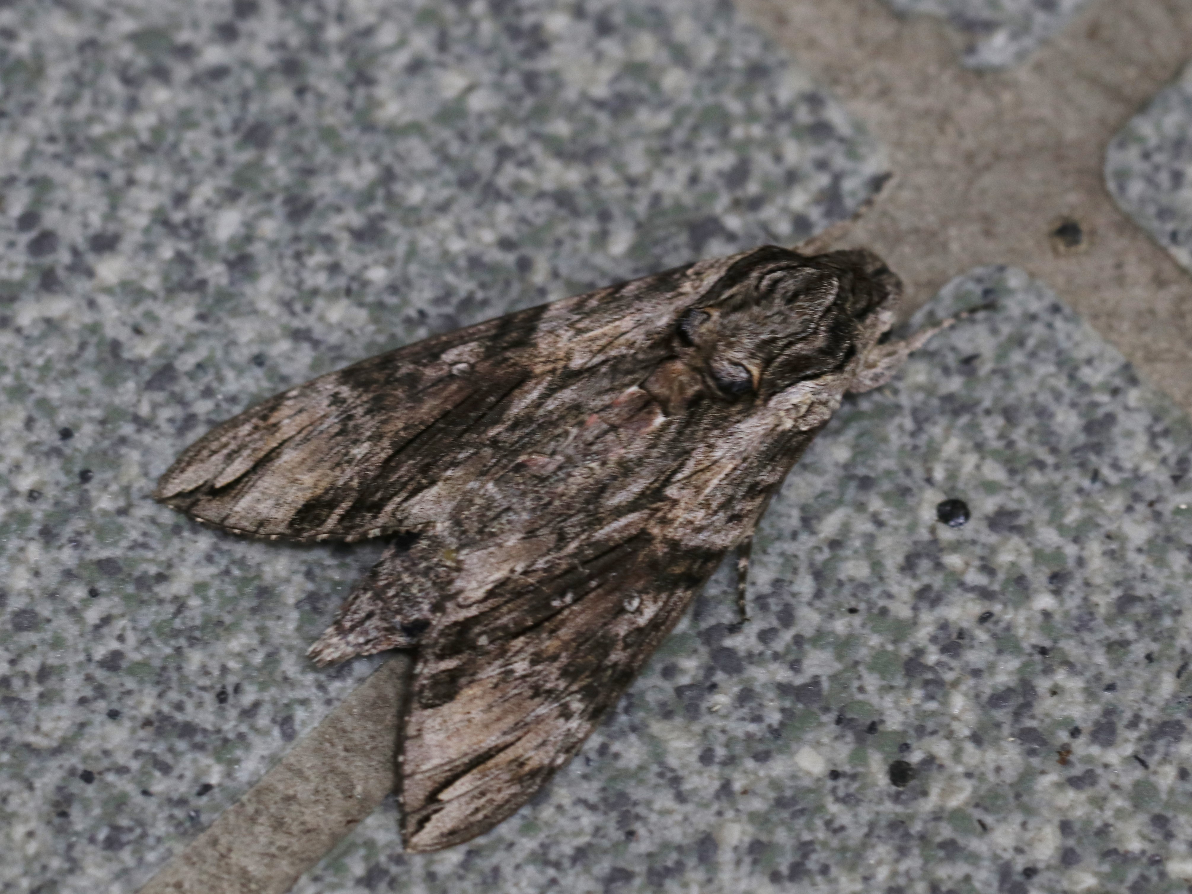 photo_1